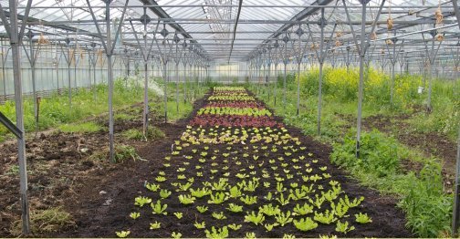 organic salad growing