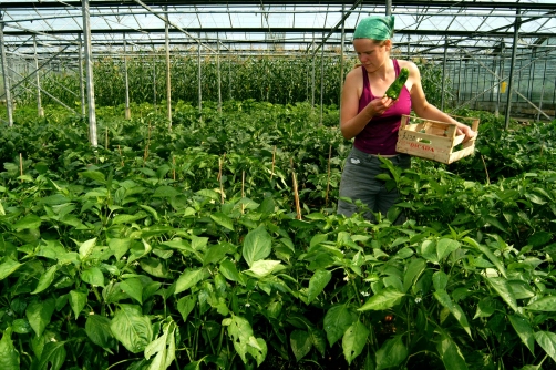 Organic Green Peppers growing